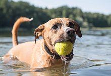 Hund badet - Foto: Robert G&uuml;nther/dpa-tmn