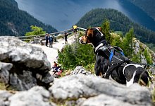 Ein Hund auf dem Gipfel des Jenner - Benjamin Nolte/dpa-tmn