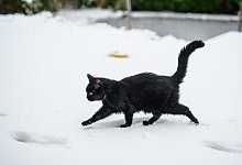 Schwarze Katze im Winter - Foto: Daniel Reinhardt