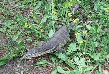 Gro&szlig;e Echse am Stra&szlig;enrand in Ostwestfalen gefunden - dpa/Polizei H&ouml;xter