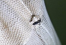 Eine M&uuml;cke - Foto: Nyein Chan Naing