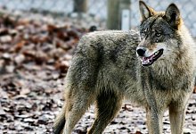 W&ouml;lfe in Olderdissen - Symbolbild