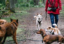 Urteil J&auml;ger Durchfahrt Hunden - Zacharie Scheurer/dpa-tmn