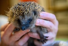 Warmer Winter bringt Igel um den Schlaf - Klaus-Dietmar Gabbert/dpa