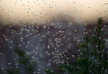 M&uuml;ckenschwarm - Foto: Jochen L&uuml;bke/dpa/Archiv