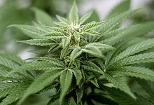 Cannabis-Pflanze - Foto: Matt Masin/Zuma Press/dpa