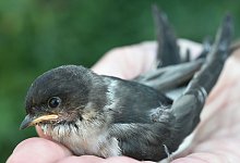 Junge Schwalben, die au&szlig;erhalb des Nestes gefunden werden, sollte man erst mal nicht einsammeln. Ihre Eltern k&ouml;nnten noch in der N&auml;he sein. - Bernd Settnik/dpa-Zentralbild/dpa-tmn/Archivbild