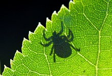 Gefahr durch Zecken - Foto: Patrick Pleul/dpa-Zentralbild/dpa