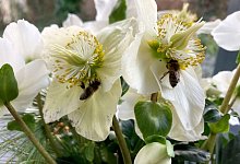 W&auml;rme l&auml;sst Bienen ausschw&auml;rmen - Katja Sponholz/dpa