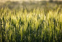 Getreidefeld - Foto: Michael Reichel/dpa-Zentralbild/dpa