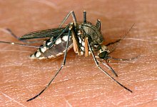 Stechm&uuml;cke - Foto: Andreas Lander/dpa-Zentralbild/dpa