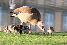 Nilg&auml;nse - Bernd Wei&szlig;brod/dpa