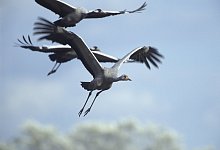 Kraniche - Foto: Dieter Damschen/NABU