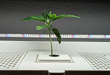 Cannabis - Yvonne Glandien