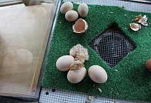 Eier - Astrid Sewing