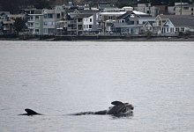 Orca-Weibchen trauert um totes Kalb - Candice Emmons/NOAA Fisheries West Coast/AP/dpa