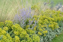 Gartengestaltung mit Stauden - Bettina Banse/GMH/dpa-tmn