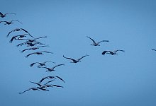 Zugv&ouml;gel - Jens B&uuml;ttner/dpa