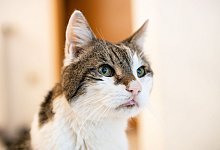 Ein Kater - Silas Stein/dpa