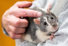 Ratte als Haustier - Foto: Andrea Warnecke/dpa-tmn
