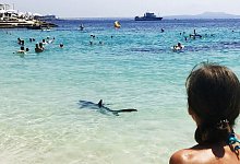 Urlaub unter Haien - -/Angela & Tim Prottey-Jones/dpa