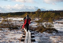 Mit geschulterten Schneeschuhen geht es durch das Moor Kakerdaja - Andreas Drouve/dpa-tmn