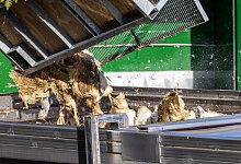 Vogelgrippe - Neuhardenberg - Frank Hammerschmidt/dpa