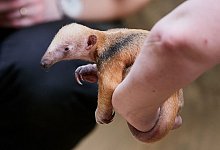 Nachwuchs bei den Ameisenb&auml;ren im Krefelder Zoo - Vera Gorissen/Zoo Krefeld/dpa