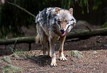 Wolf - Foto: Armin Weigel/dpa