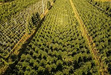 Weihnachtsbaum-Plantage - Robert Michael/dpa