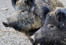  - Symbolfoto: Pixabay