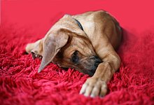 Tier-Notf&auml;lle k&ouml;nnten teurer werden - Vera Gerstendorf-Welle