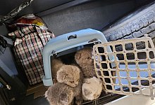 Katzenbabys in Reisebus sichergestellt - -/Bundespolizei/dpa