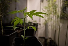 Cannabis-Pflanzen - Sebastian Gollnow/dpa