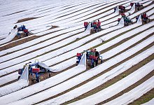 Spargelernte - Jens Büttner/dpa