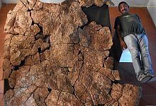 &Uuml;berreste riesiger Schildkr&ouml;tenart - Foto: Edwin Cadena/Universit&auml;t Z&uuml;rich/dpa