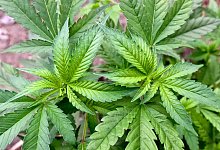 Cannabis - Foto: Patrick Pleul/dpa-Zentralbild/dpa/Archivbild