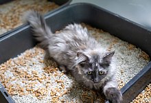 Eine Katze liegt in einem Katzenklo - Monika Skolimowska/dpa