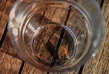 Wespe - Symbolbild: Pixabay