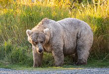 «Fat Bear»-Wahl - K. Moore/ukrin/dpa