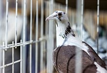 Brieftauben Ausstellung in Dortmund - David Inderlied/dpa