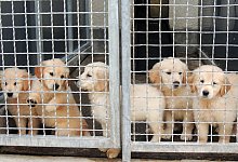 Illegaler Welpenhandel - Foto: Marion W&uuml;nn/Tierschutzverein Stuttgart/dpa