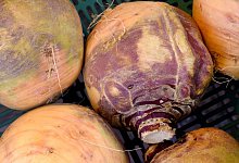 Steckr&uuml;ben - Foto: Holger Hollemann/dpa