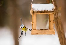 Wer einmal V&ouml;gel f&uuml;ttert, muss weitermachen - Christoph Soeder/dpa/dpa-tmn
