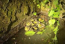 Entenk&uuml;ken - 1 - Christopher Rieks/Feuerwehr Detmold