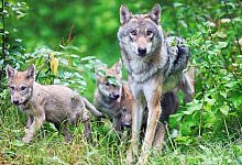 Einzelne W&ouml;lfe gibt es auch in OWL sowie in Gefangenschaft, wie hier im Bielefelder Tierpark Olderdissen. - Sarah Jonek