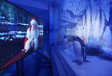 Weihnachtsfilm f&uuml;r Pinguine - Foto: Yui Mok/PA Wire/dpa