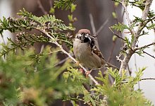 Br&uuml;tende V&ouml;gel - Foto: Andrea Warnecke/dpa-tmn