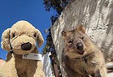 Plüschhund «Jack» in Australien - Holiday Inn Perth City Centre/dpa