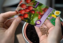 Keimprobe - Monika Skolimowska/dpa-Zentralbild/dpa-tmn